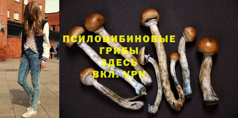 Псилоцибиновые грибы MAGIC MUSHROOMS  Абдулино 